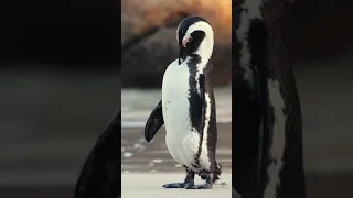 Пингвины выделяют большое количество тепла #shorts #пингвины #пингвин