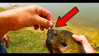 Fishing Baits that Giant Bluegill Can Not Resist ! ! !