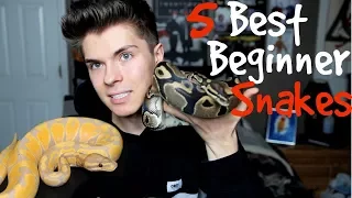 5 Best Pet Snakes for Beginners!