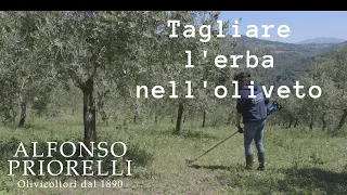 Tagliare l'erba nell'oliveto.