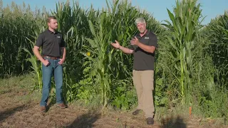 Corn Inter-seeding Trials