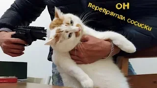 Смешные кошки и Смешные коты - обзор котов с летающим ёжиком (2019)