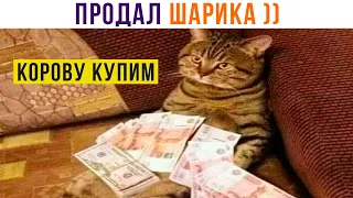БАРСИК ПРОДАЛ ШАРИКА ))) Приколы с котами | Мемозг 1189