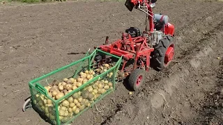 Digging potatoes with CONTAINER !!! I easily dig myself!