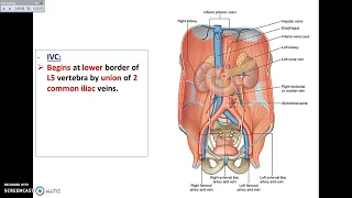 Overview of Abdomen (6) - Vessels of Posterior Abdominal Wall - Dr. Ahmed Farid