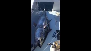 Jonathan on a 500LB+ Giant Bluefin Tuna