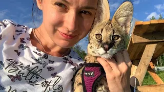 SERVAL ON A VOLCANO