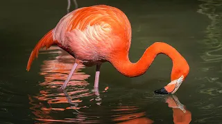 Pretty in Pink Flamingo Greeters at San Diego Zoo