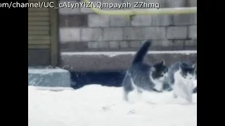 Смешные Кошки Зимние Забавы  Funny Cats Winter Fun