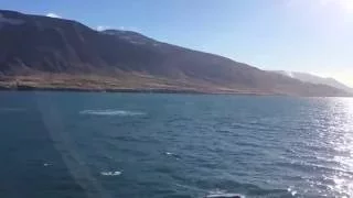 Whalewatching in Eyjafjordur, Iceland