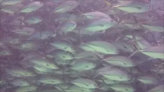 amazing dive with huge school of jackfish in Bohol, Philippines! starts at 4:10