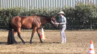 Amateur Showmanship