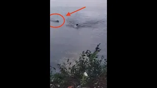 Swimmer faces race for his life as alligator catches up to him (Heart stopping moment)