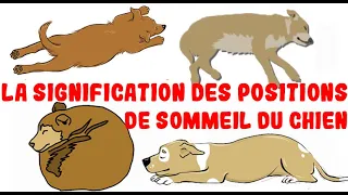 Ce que la position de sommeil de votre chien révèle sur sa personnalité, sa santé et son caractère