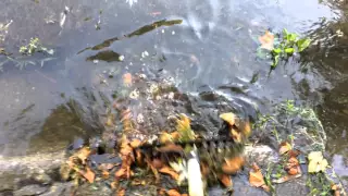 Blocked Storm Drain In Kankakee, IL.