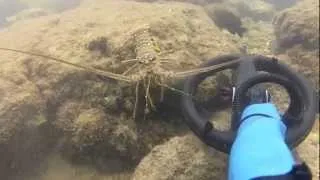 A florida spiny lobster!!!