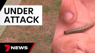 Expert advice to save your lawn as grubs invade | 7 News Australia