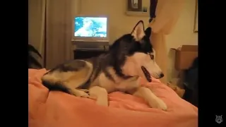 Хаски ай лов ю,husky love you,собаки