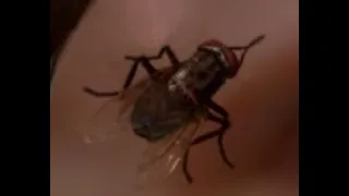 Chuck asks a fly if he passed the bar