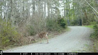 April 2024 Driveway Trailcam Highlights