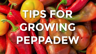 Tips For Growing Peppadew | How To Grow Peppadews