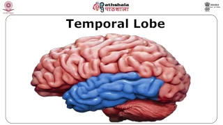 Temporal Lobe: Functions and Syndromes (PSY)