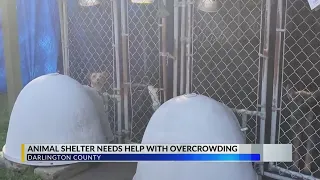 Darlington County Humane Society still dealing with overcrowding