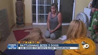 Rattlesnake bites three dogs