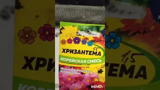 Корейские хризантемы из семян. Мой первый опыт