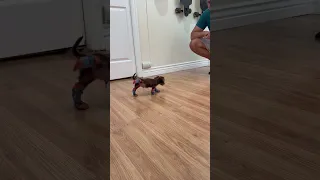 Cute little puppy tries on socks for the first time *Wholesome Video*