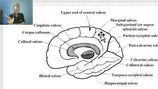 Anatomy of CNS Module in Arabic 2024 ( Sulci and gyri of medial surface of cerebral hemisphere).