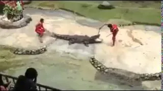 Crocodile Stunt gone wrong