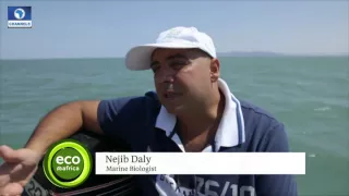 Eco@Africa Ep.9: Jelly Fish Invasion Hinders Fishermen, Tourists In Tunisia