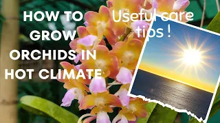 How to grow orchids in hot climate - useful tips #orchid #dendrobiumorchid #orchids