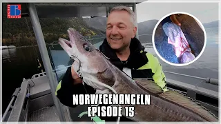 Norwegenangeln: Leng fangen & filetieren | Episode 15