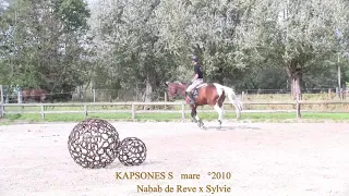 Kapsones movements, Nabab de Reve, mare, °2010, Belgian Horse Trading