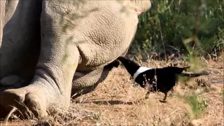 Clever crow rids rhino of tricky ticks