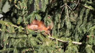 Tiere im Wald – Eichhörnchen