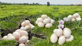 WOW WOW , Lots of duck eggs on the grass in the field