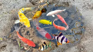 Menangkap Ikan Molly Balon, Ikan Cupang warna warni, Ikan glofish, ikan mas koki, ikan hias