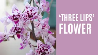 What is a peloric (or 'monstrous') orchid? | My cute '3 lips' Phalaenopsis