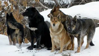 Стаи диких собак 1 серия | Документальный фильм про животных