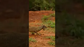 Fierce Battles: Cobra VS Mongoose | Love Nature