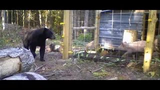 Bear VS Electric Fence