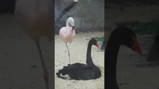 Чилийский фламинго и чёрный лебедь