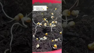 How to grow popscorns 🍿🌽 UPDATE #howtowithjessie