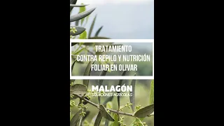 Tratamiento contra el repilo y nutrición foliar en olivar