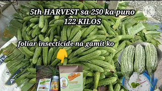 Ampalaya farming || bittergourd || GALAXY MAX F1 51 days after direct seeding 5th harvest #tnxGOD