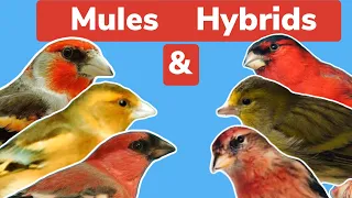 British Finch Mules & Hybrids | The initial pairing and information