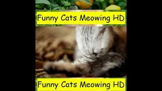 Baby Funny Cats 2021 #185 - Cute And Funny Cat Videos 2021 | Compilation  | Funny Cats Meowing HD